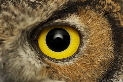 Owl Eyes Nova brabet